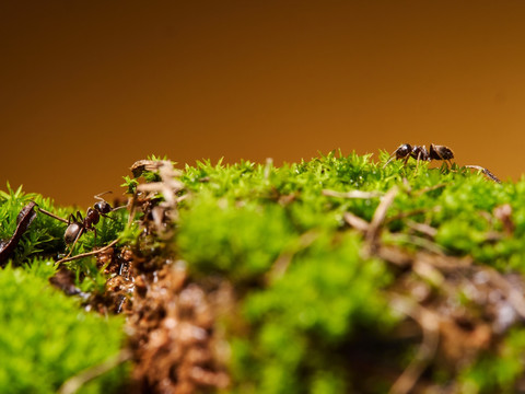 蚂蚁ant119