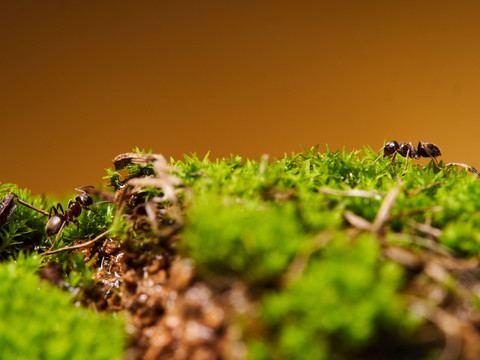 蚂蚁ant120