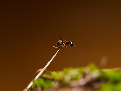 蚂蚁ant125