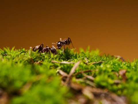 蚂蚁ant166