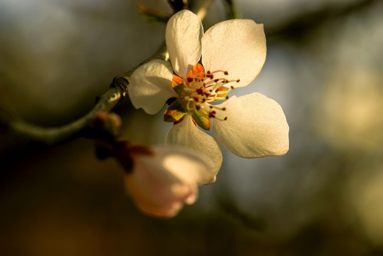 桃花