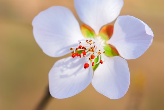 桃花