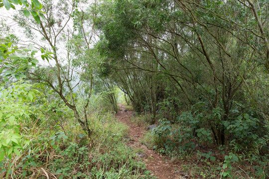 山路 小路