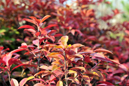 红叶石楠  植物树叶