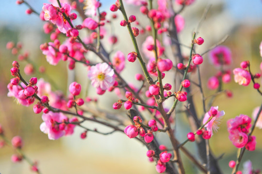 红梅花开  梅景 梅园