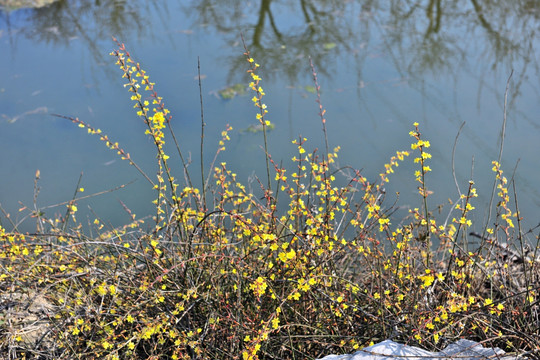 水边迎春花