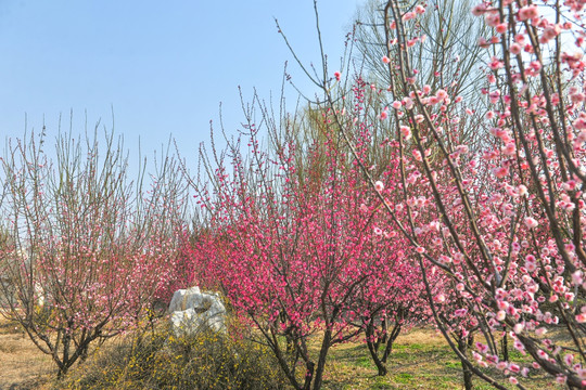 春天园林 梅花 梅景