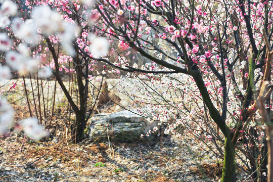 梅花园  园林美景