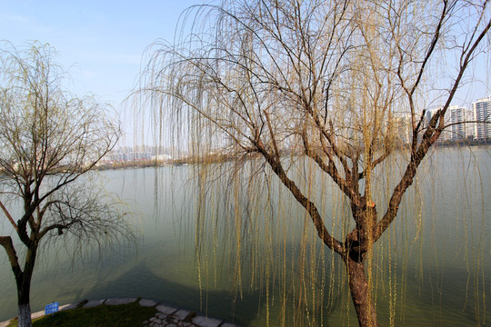 莫愁湖 江南水乡