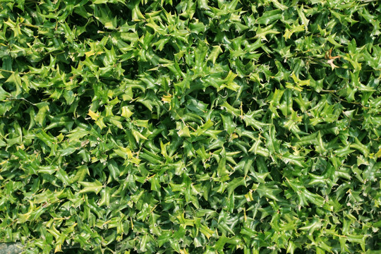 綠植 植物墻 綠葉 植物 綠藤