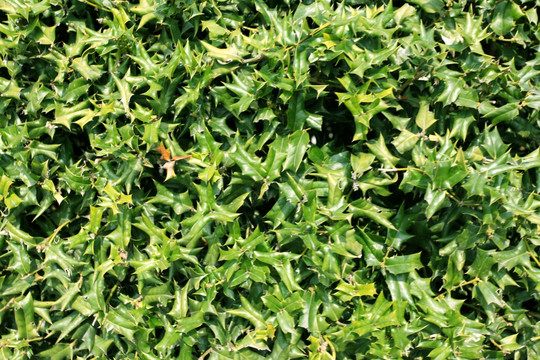 綠植 植物墻 綠葉