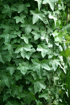 綠植 植物墻 綠葉