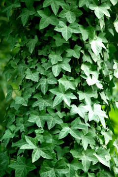 綠植 植物墻
