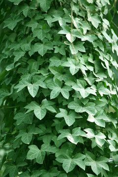 綠植 植物墻 綠葉 植物