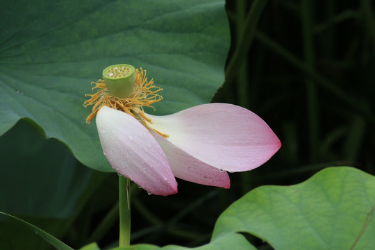 荷花