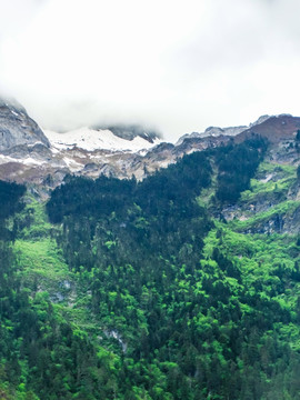 格宗雪山植被