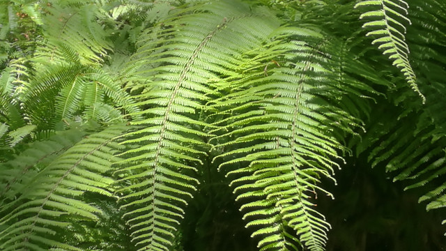 植物白沙椤