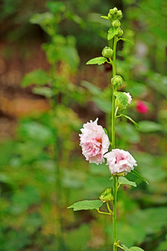 芙蓉花