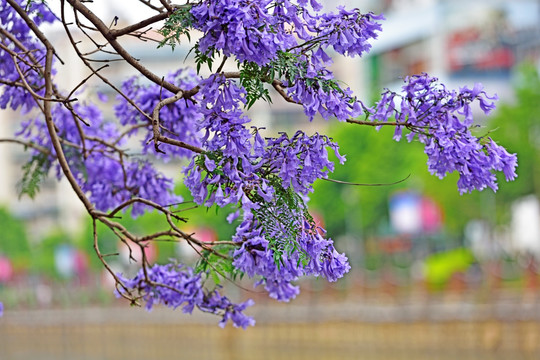 蓝花楹