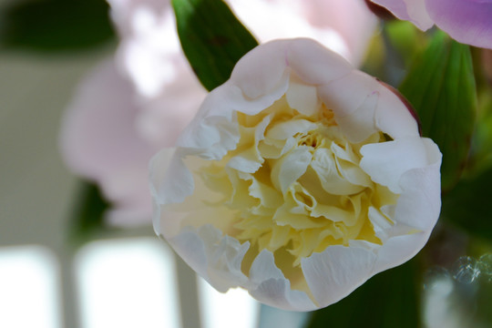 花卉特写 芍药花