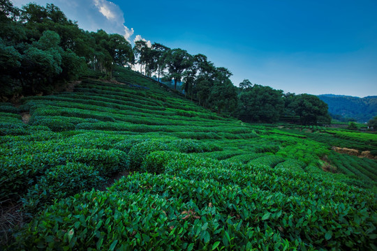 茶山