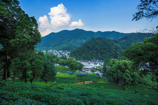 梅家坞 茶山