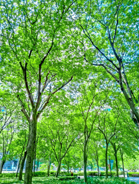 绿树林 树枝树叶