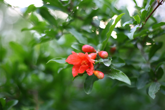 石榴花开