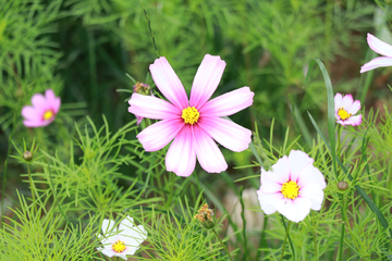 格桑花开