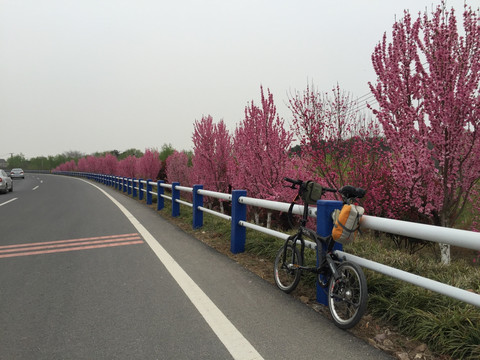 单车 自行车 骑行 折叠车 大