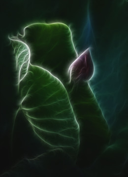 荷花抽象畫