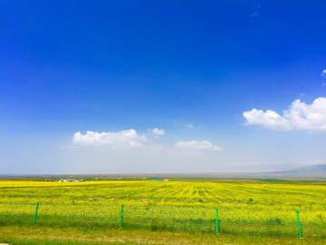 青海湖油菜花