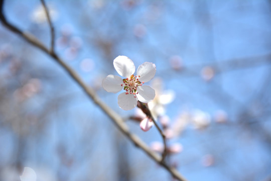 杏花