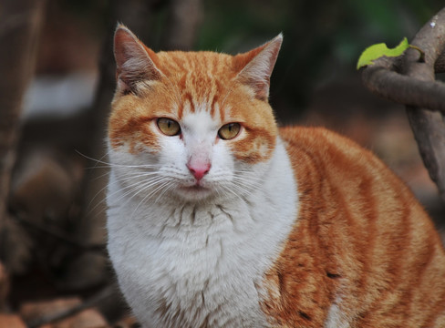 小花猫