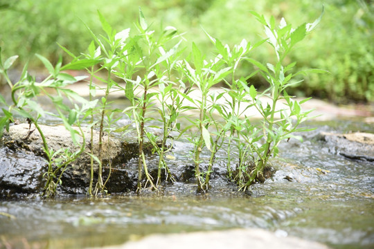 小河淌水