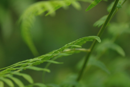 植物