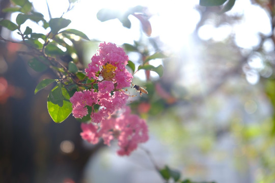 采紫薇花蜜的蜜蜂