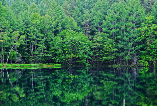 山水树林 山水森林 森林倒影