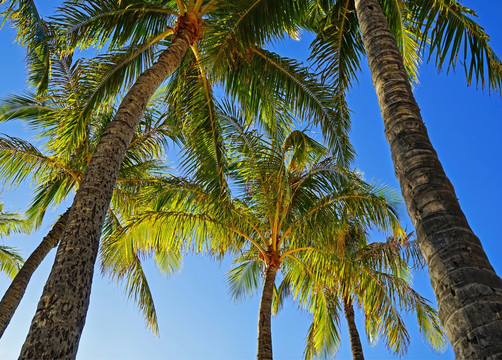 夏日椰树棕榈树