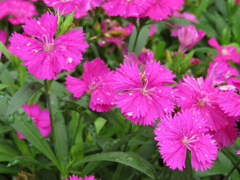 石竹花 石竹特写