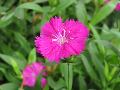 石竹花 石竹特写