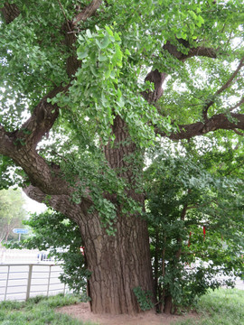 银杏树 古树