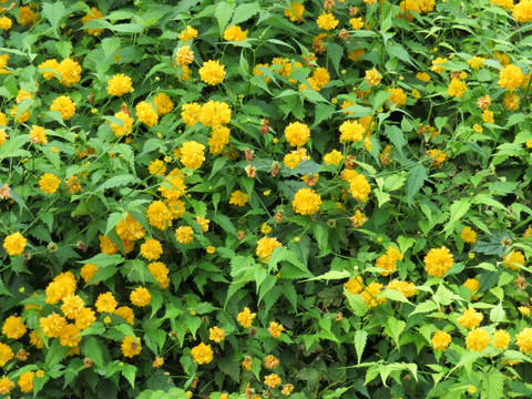 植物背景墙 花卉背景