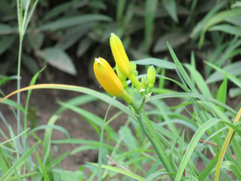 萱草 黄花菜