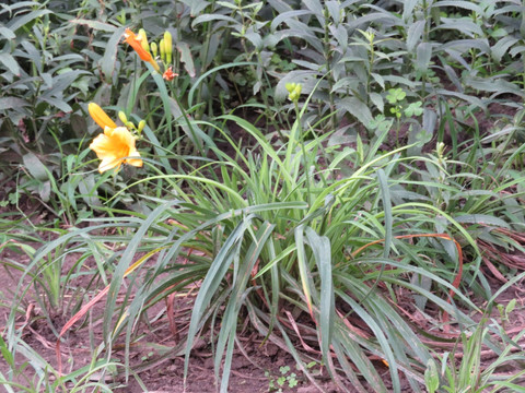 萱草 黄花菜