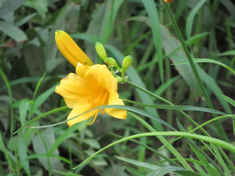 萱草 黄花菜