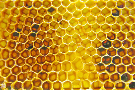 蜂巢素材实拍 高清大图