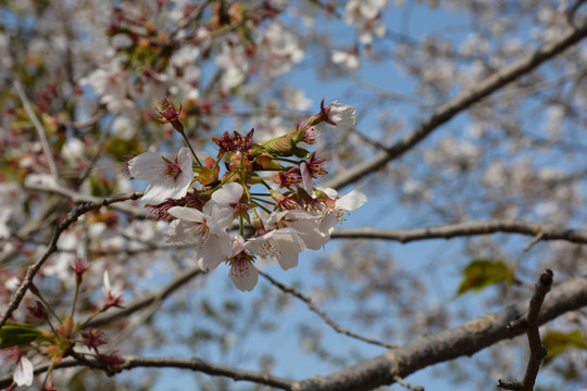 樱花