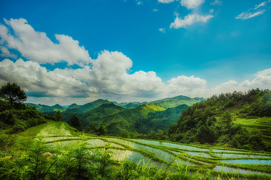 高坡的稻田