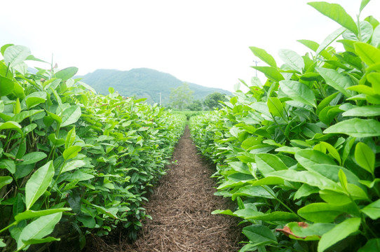 茶田茶叶